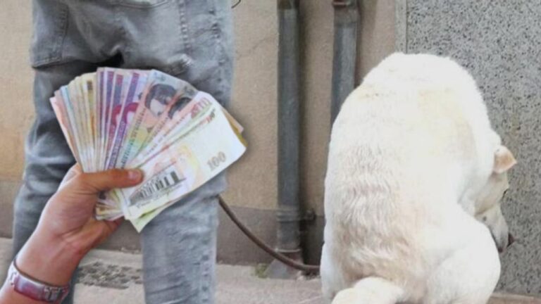 Cómo y dónde denunciar si el perro de un vecino dejó heces en su propiedad en Honduras