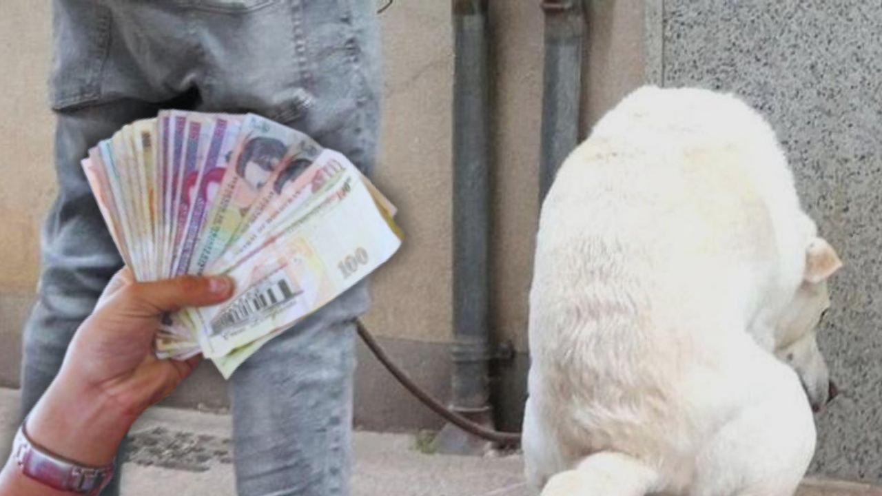 Cómo y dónde denunciar si el perro de un vecino dejó heces en su propiedad en Honduras