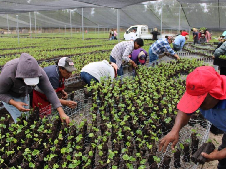 Mujeres cafetaleras piden continuidad del proyecto Agrobosques